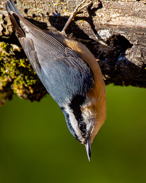 Red-breasted Nuthatch