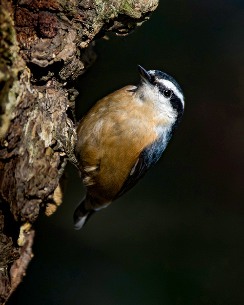 Red-breasted Nuthatch