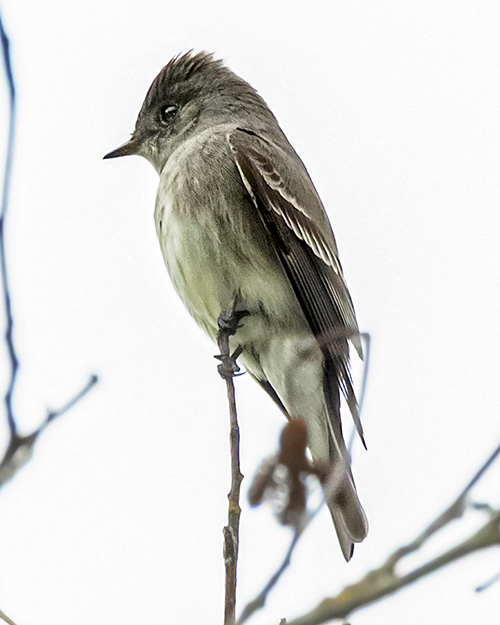 Olive-sided Flycatcher