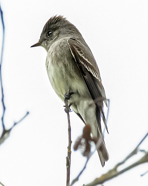 Olive-sided Flycatcher