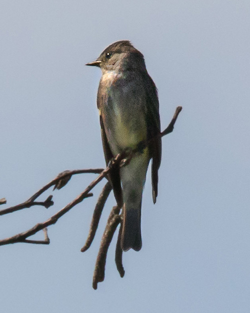 Olive-sided Flycatcher