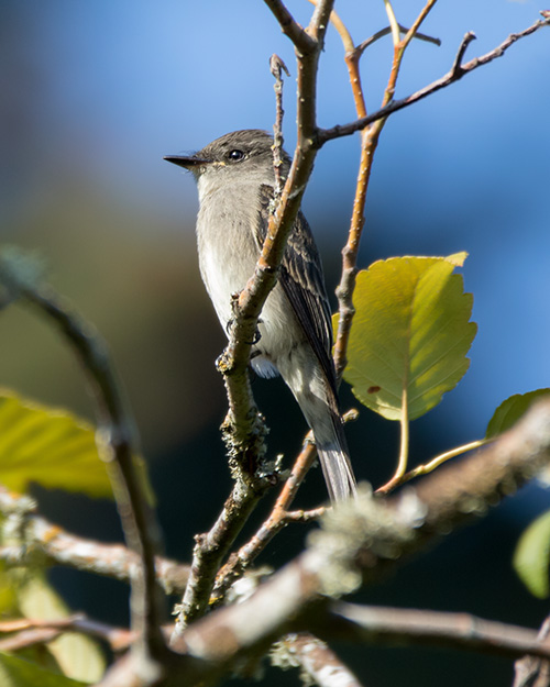 Olive-sided Flycatcher