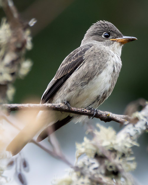 Olive-sided Flycatcher