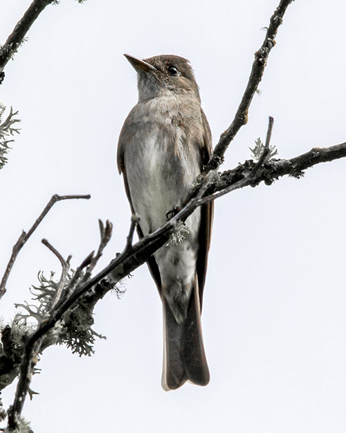 Olive-sided Flycatcher