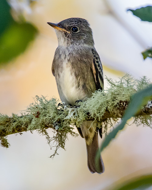 Olive-sided Flycatcher