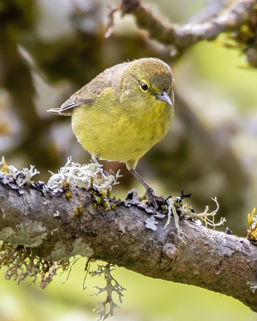 Orange-crowned Warbler