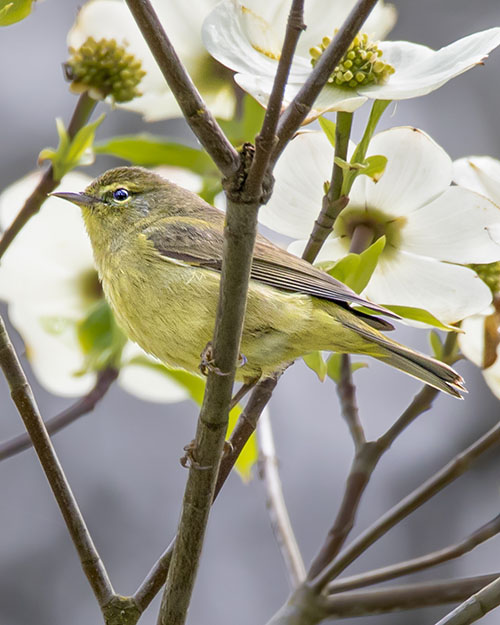 Orange-crowned Warbler