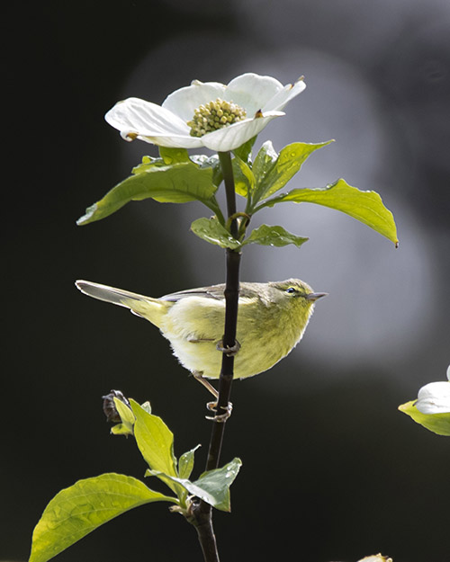 Orange-crowned Warbler