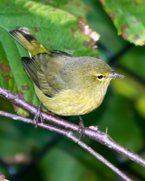 Orange-crowned Warbler