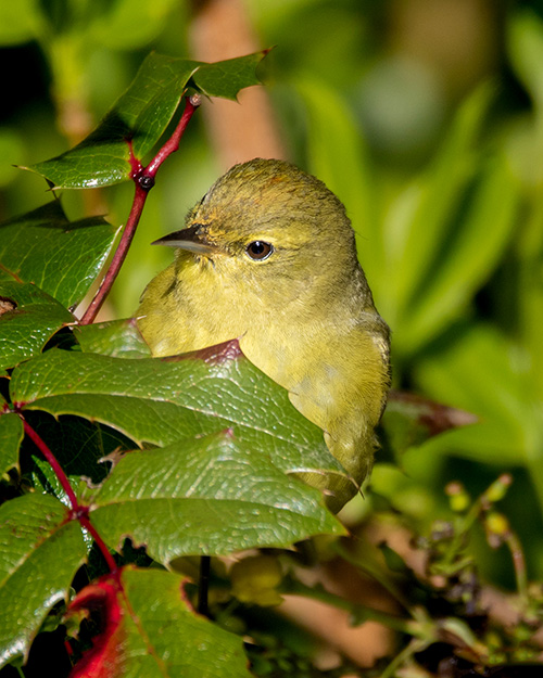 Orange-crowned Warbler