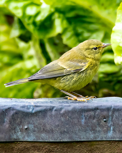 Orange-crowned Warbler