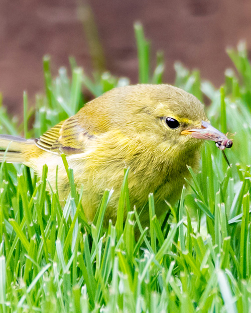 Orange-crowned Warbler