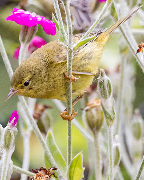 Orange-crowned Warbler