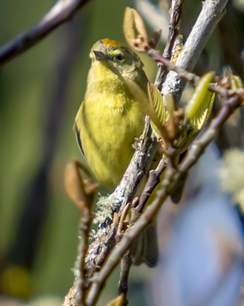 Orange-crowned Warbler