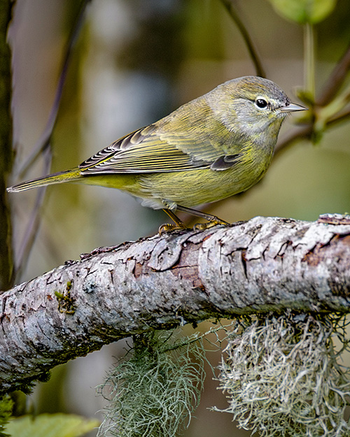 Orange-crowned Warbler