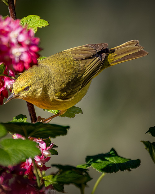 Orange-crowned Warbler