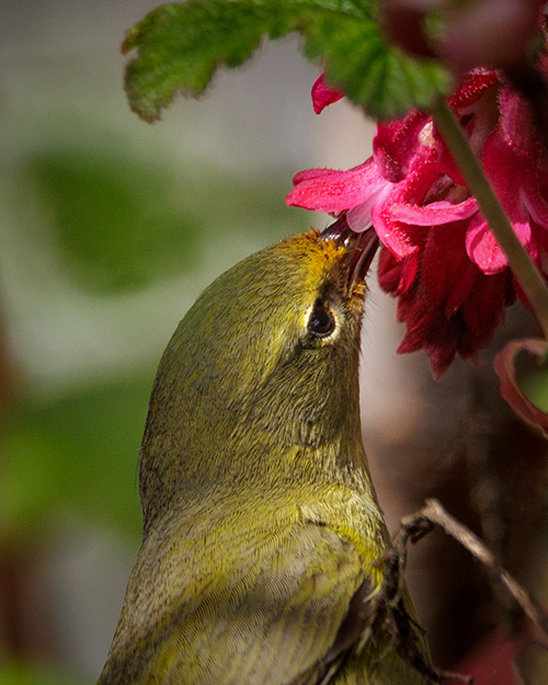 Orange-crowned Warbler