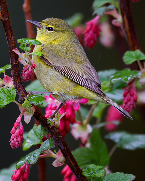 Orange-crowned Warbler