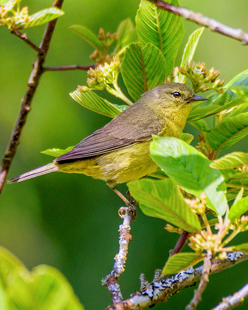 Orange-crowned Warbler