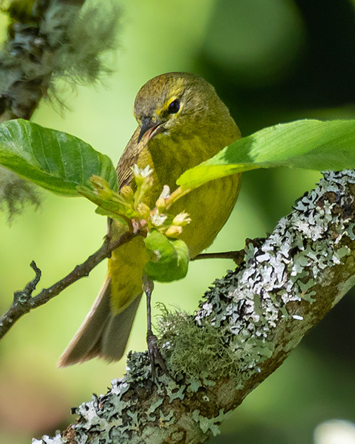 Orange-crowned Warbler