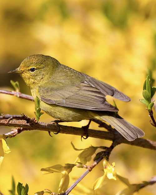 Orange-crowned Warbler