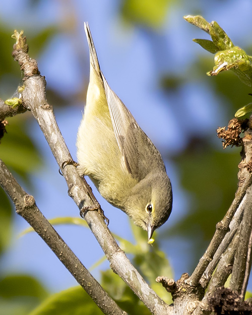 Orange-crowned Warbler