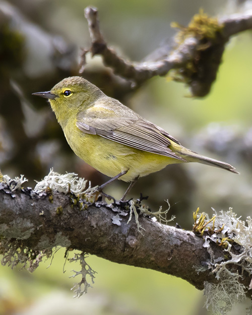 Orange-crowned Warbler