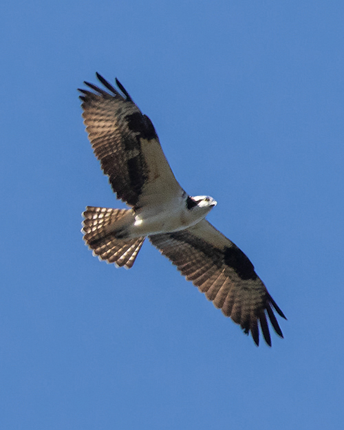 Osprey