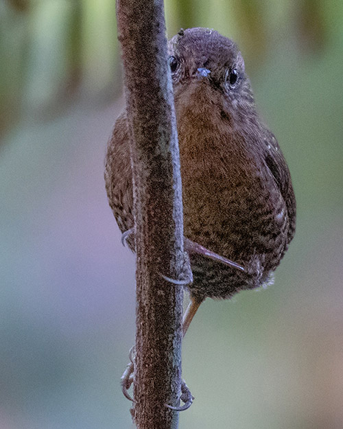 Pacific Wren