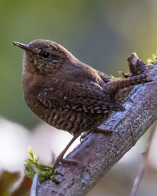 Pacific Wren