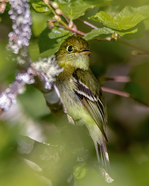 Western Flycatcher