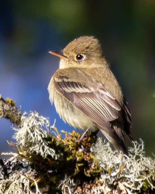 Western Flycatcher