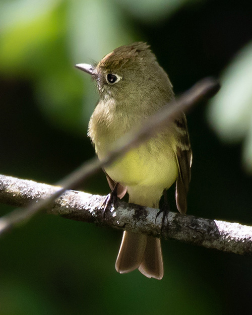 Western Flycatcher