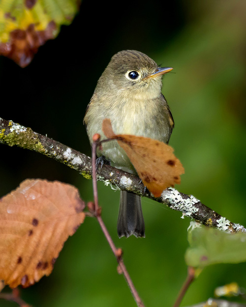 Western Flycatcher