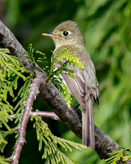 Western Flycatcher