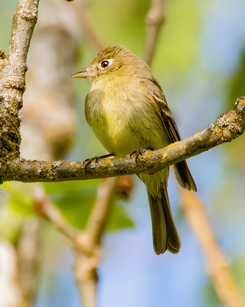 Western Flycatcher