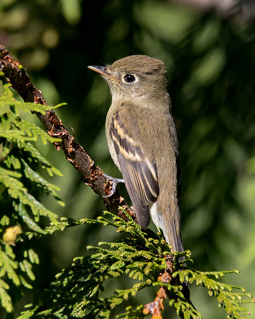 Western Flycatcher