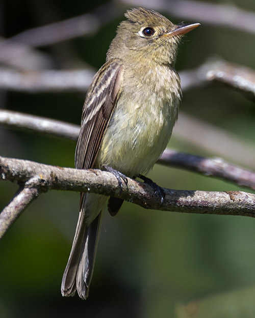 Western Flycatcher