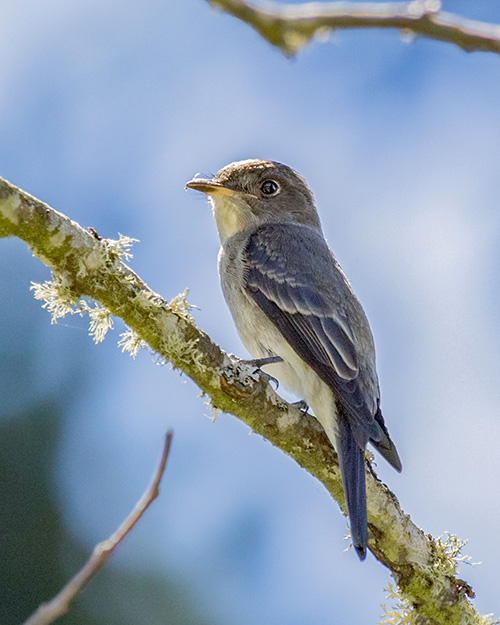 Western Wood-Pewee