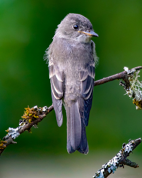 Western Wood-Pewee