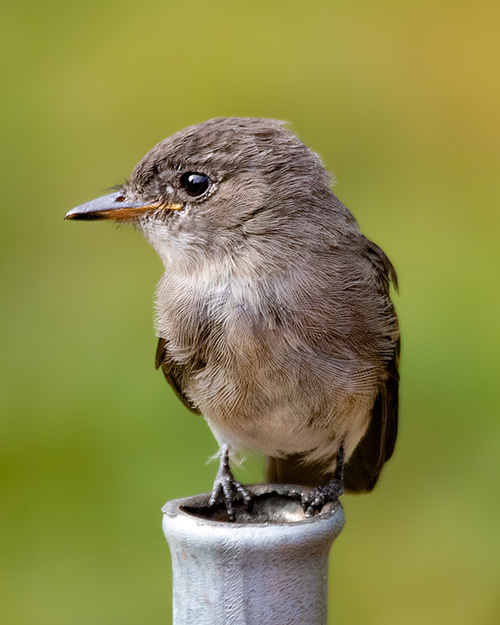 Western Wood-Pewee