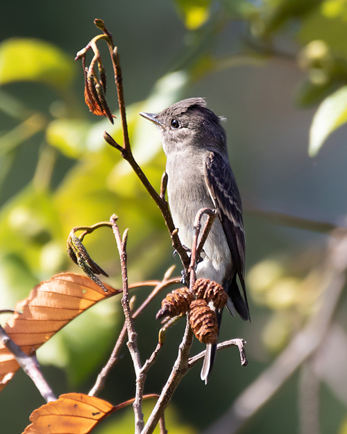 Western Wood-Pewee