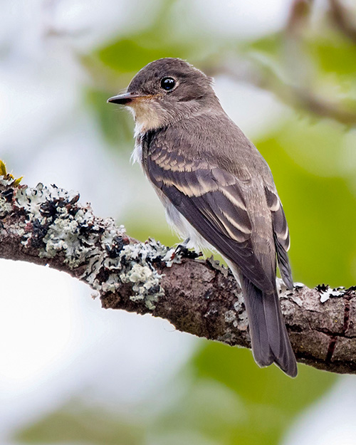 Western Wood-Pewee