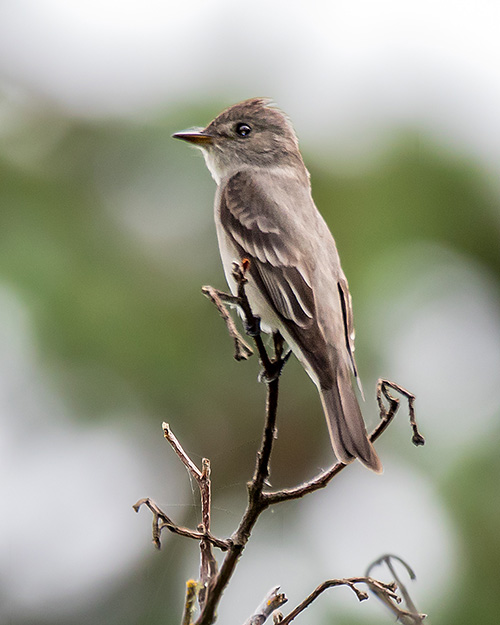 Western Wood-Pewee