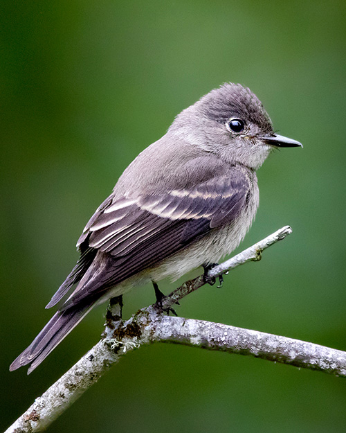 Western Wood-Pewee