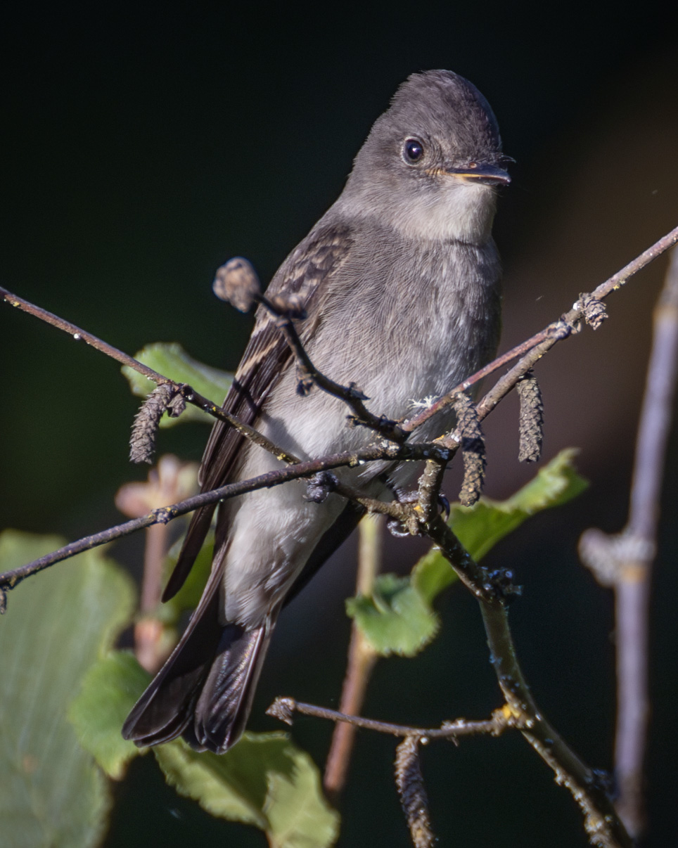 Western Wood-Pewee