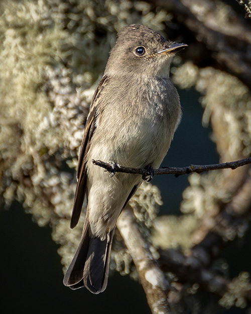 Western Wood-Pewee
