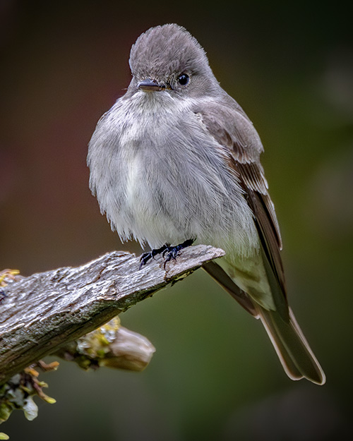 Western Wood-Pewee