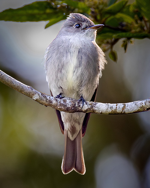 Western Wood-Pewee