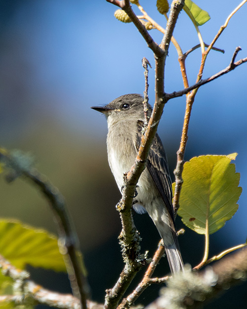 Western Wood-Pewee